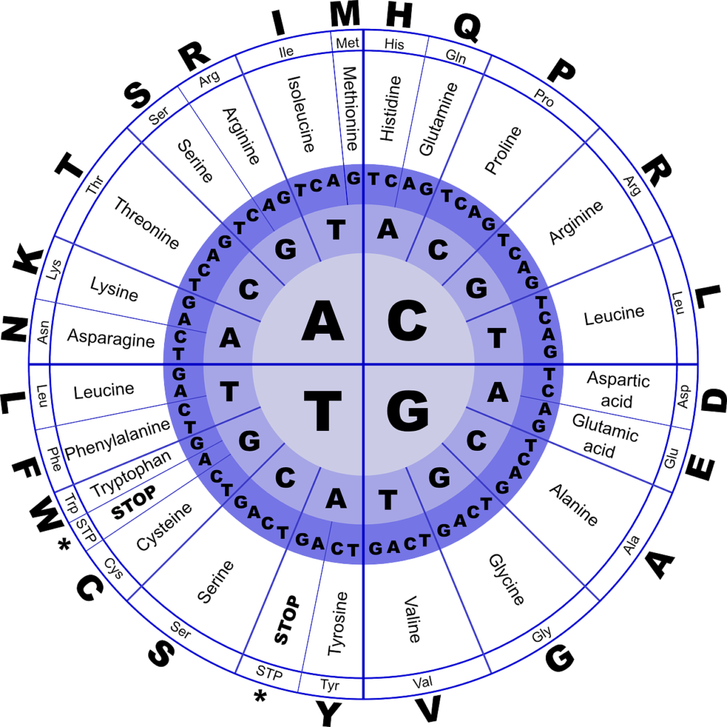 Je nachdem welche Reihenfolge die DNA-Basen haben, wird eine spezielle Aminosäure in das Protein eingebaut. Dieses Bild zeigt, welche Kombination aus drei DNA-Basen zu welcher Aminosäure führen.