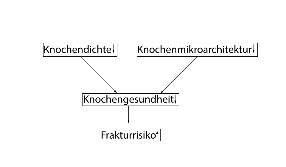 Ratgeber Entstehung von Osteoporose und Osteopenie Ernährungsmedizin